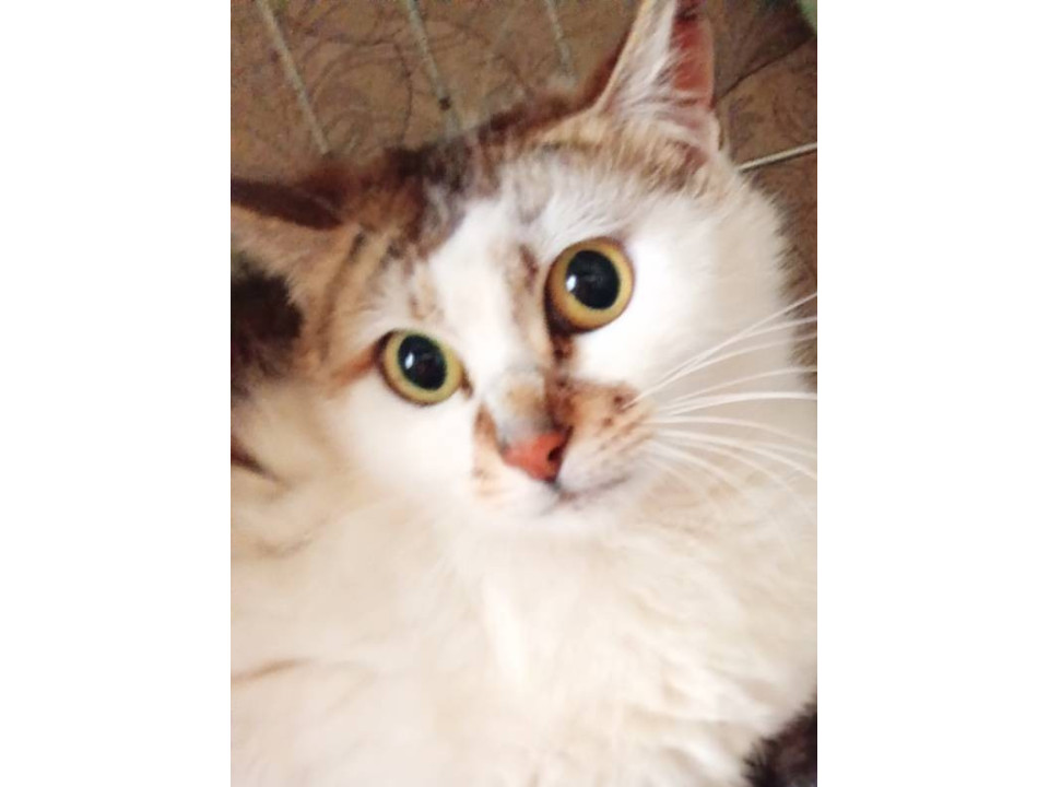 三毛猫ちゃんっぽい白キジちゃん