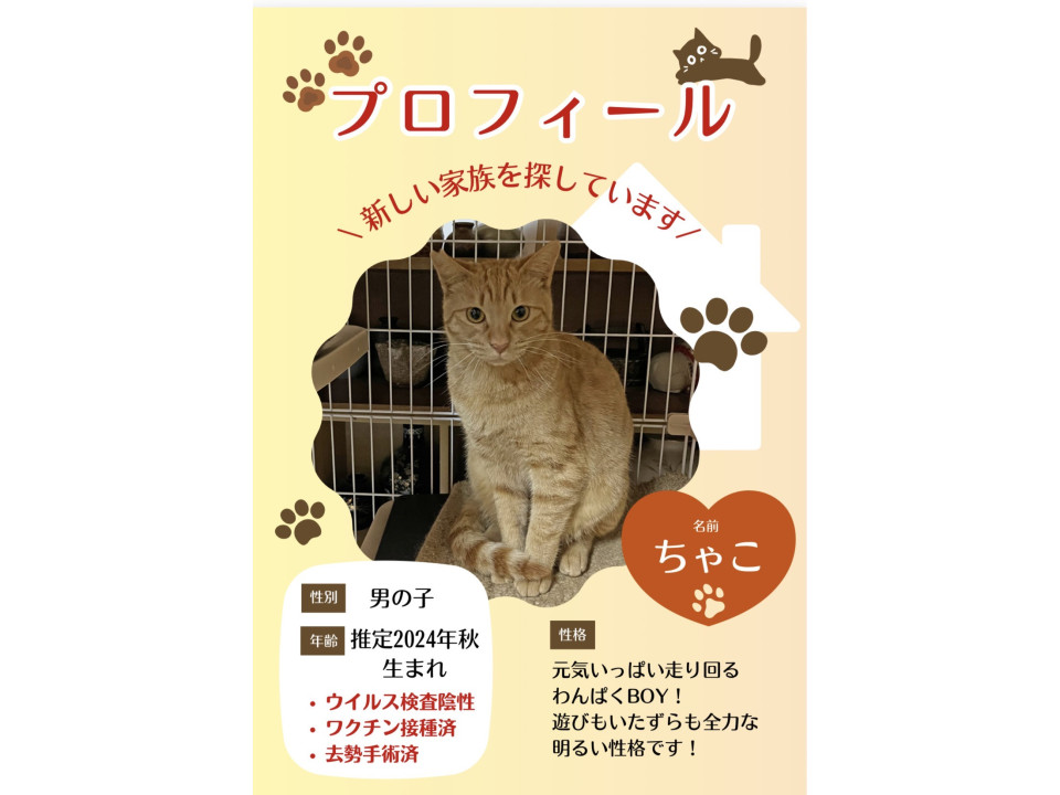 全力Boy