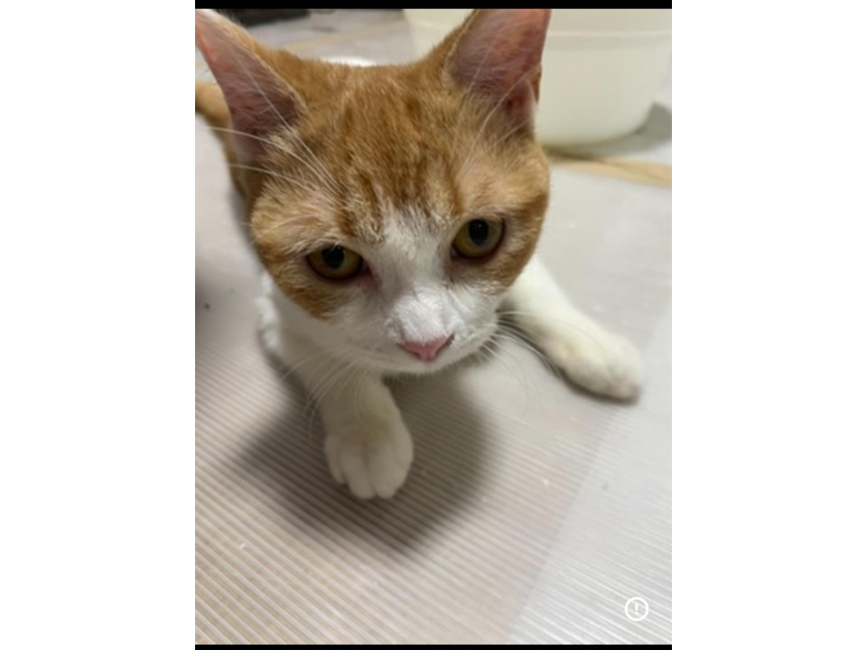 【若猫】茶白♀ムギちゃん 里親様募集