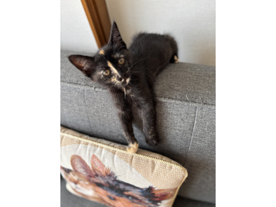 さび猫好きさんへ