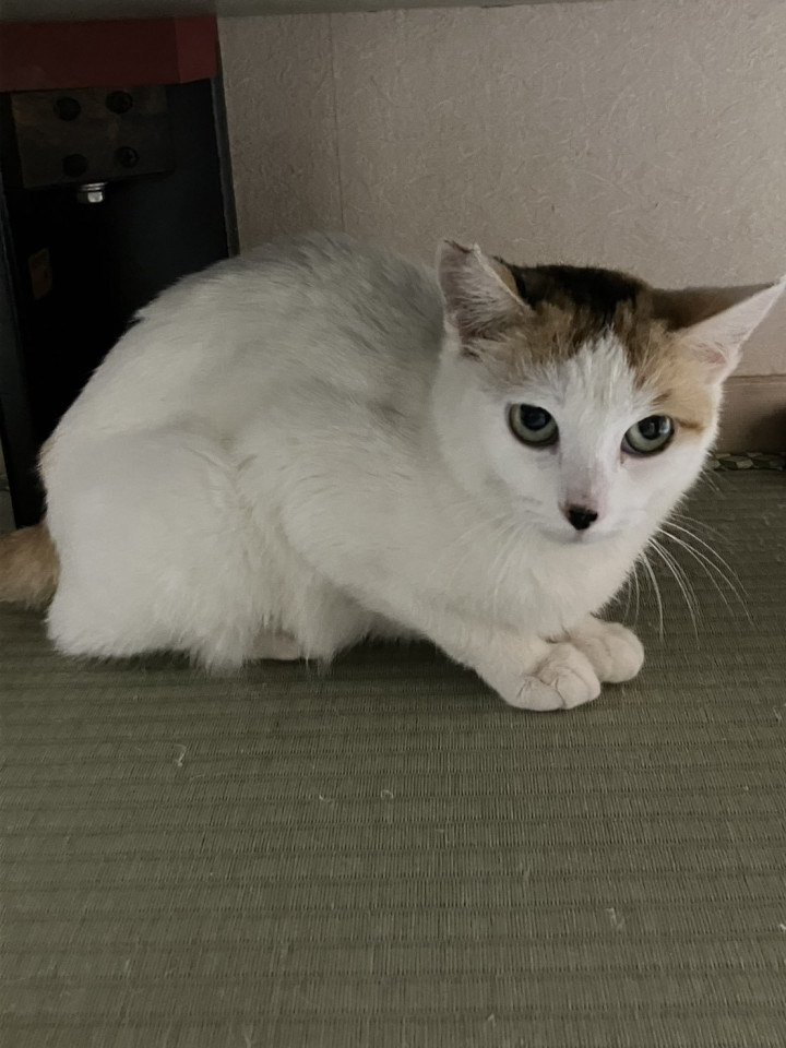 白多め三毛ちゃん
