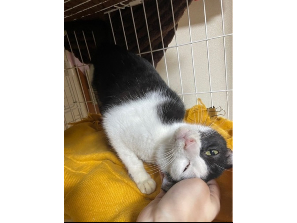 個性的　白黒猫ちゃん