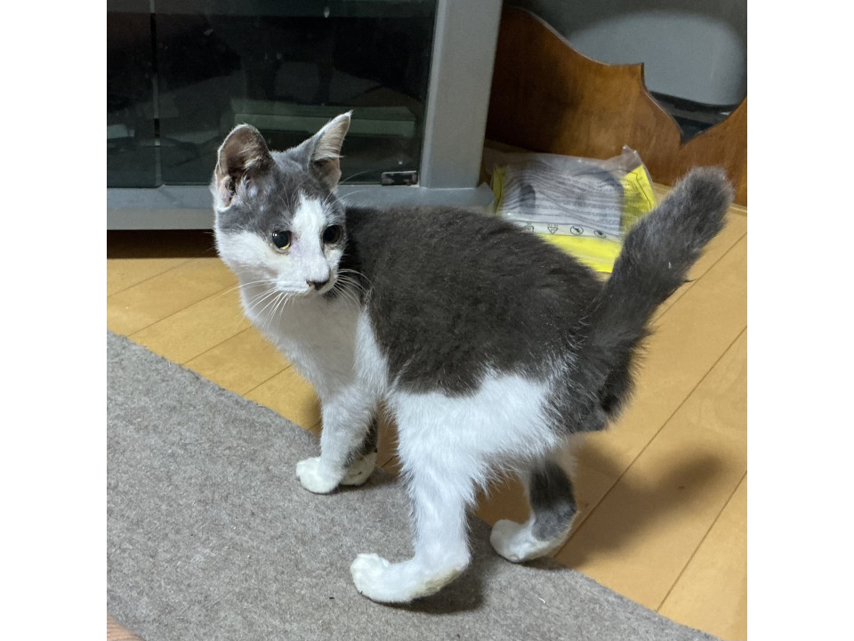 一風変わった懐っこい子