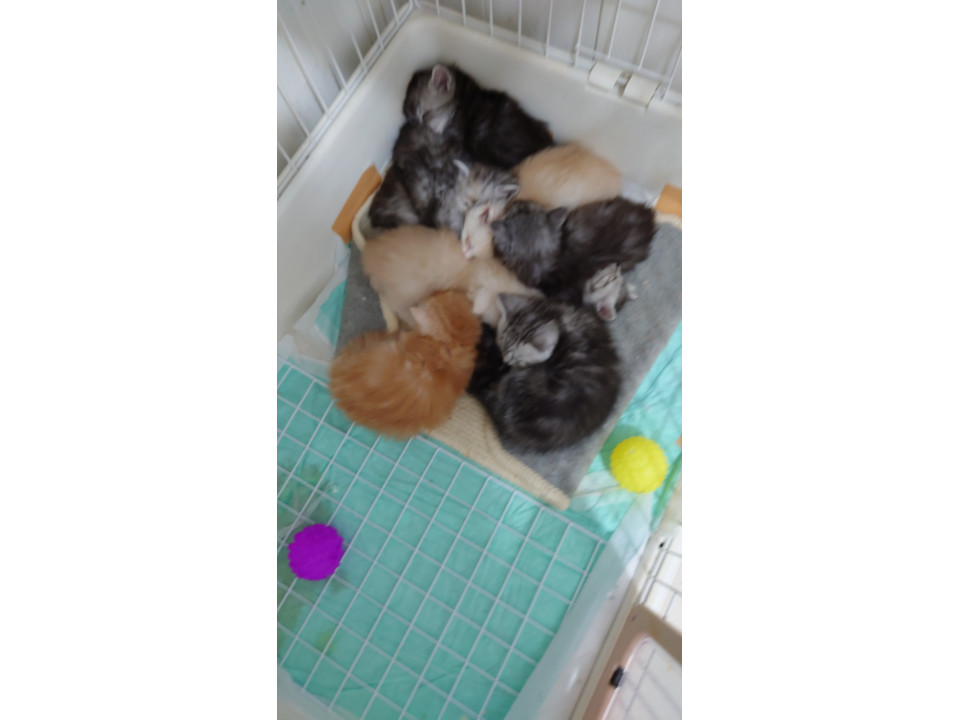 ペルシャ猫ミックスの子猫9匹