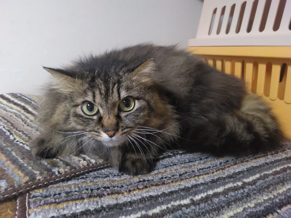 キジトラ長毛猫のたぬちゃん