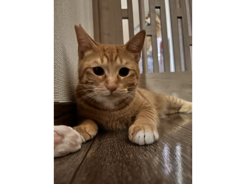 つま先ソックスの茶トラ白のがくくん