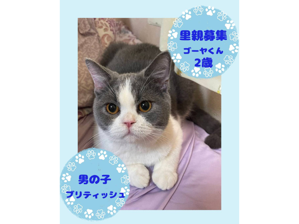 飼い主様ご病気の為　緊急募集です　