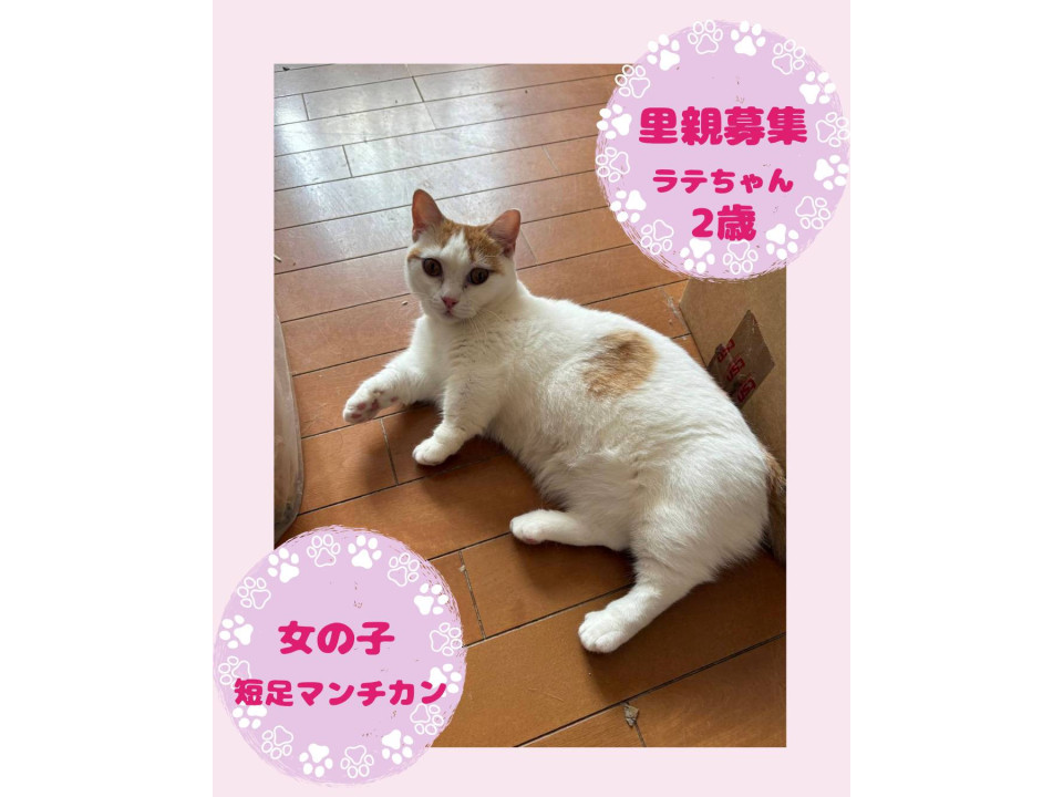 飼い主様　ご病気の為　緊急募集です
