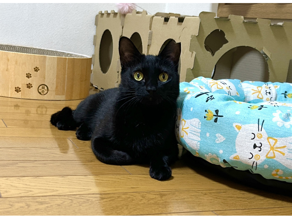 おもちゃが大好きなくーちゃん