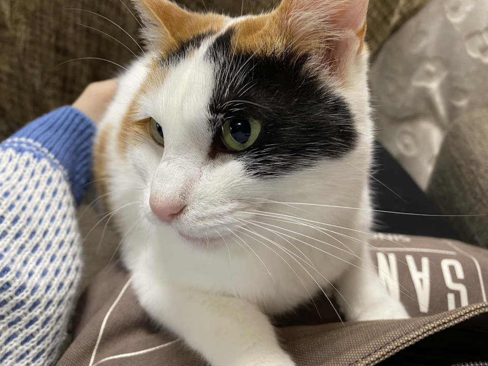 三毛猫ちーずちゃん♀生後5年 甘えんぼ