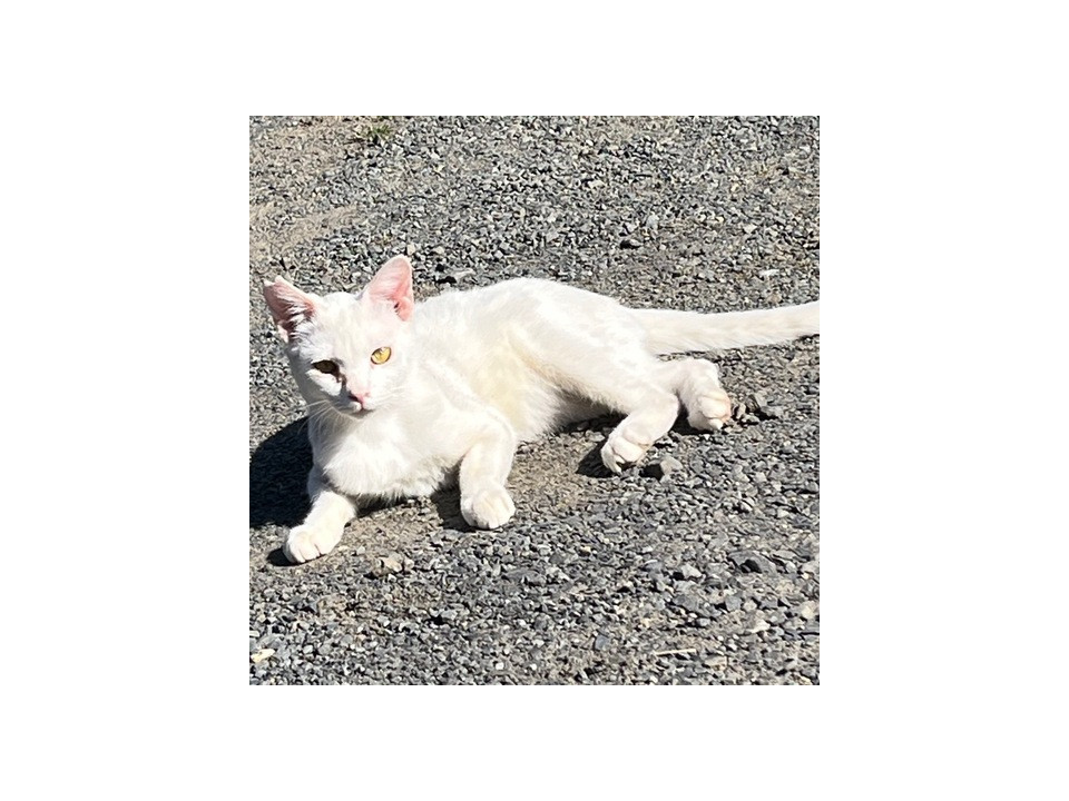 凛々しい顔の白猫くん