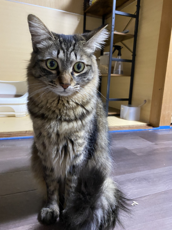 長毛のキジトラ女子