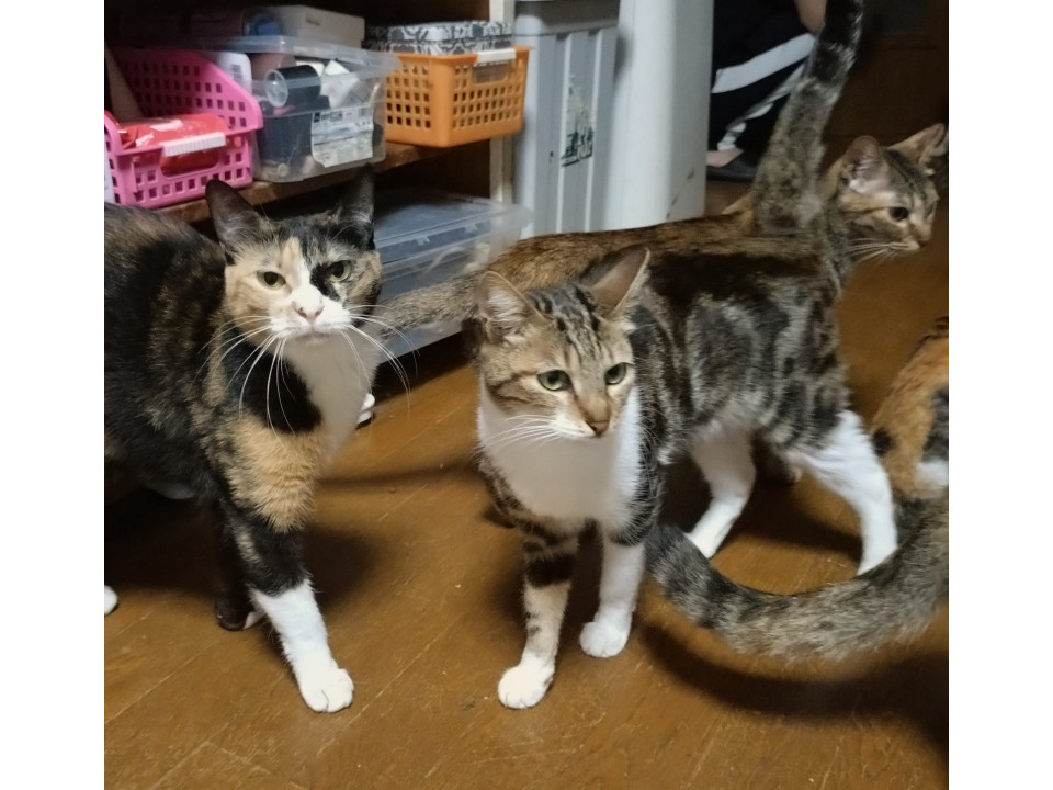 びびりな　あめ