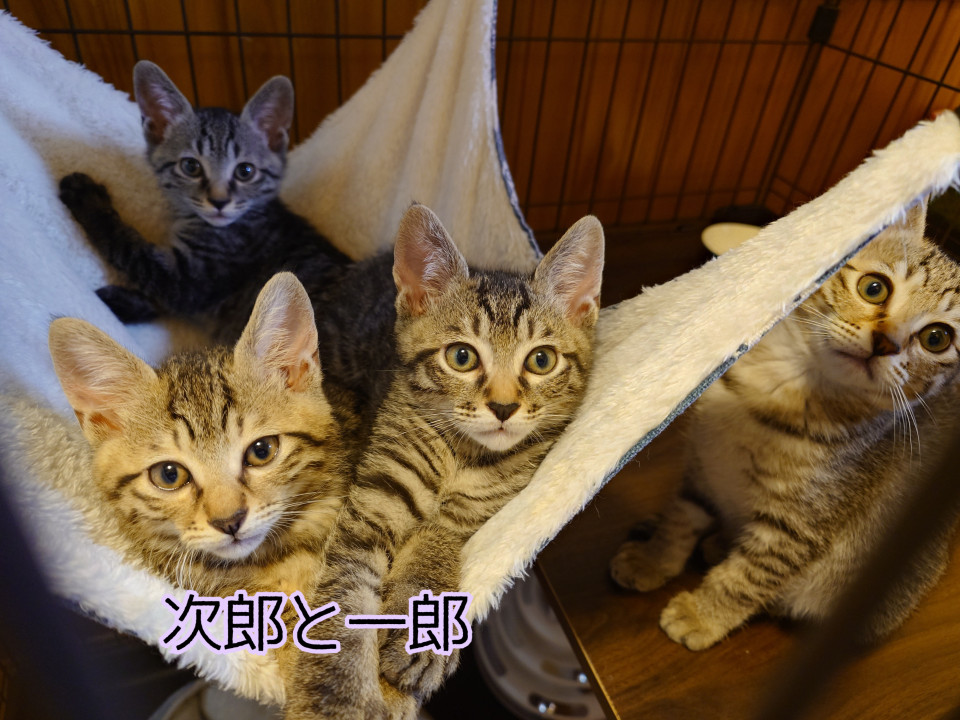 ✩キジトラ4兄妹の男の子組✩