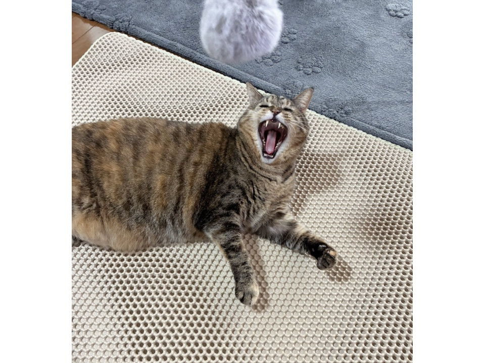 【シニア】皆のお姉さん穏やかな麦わら猫