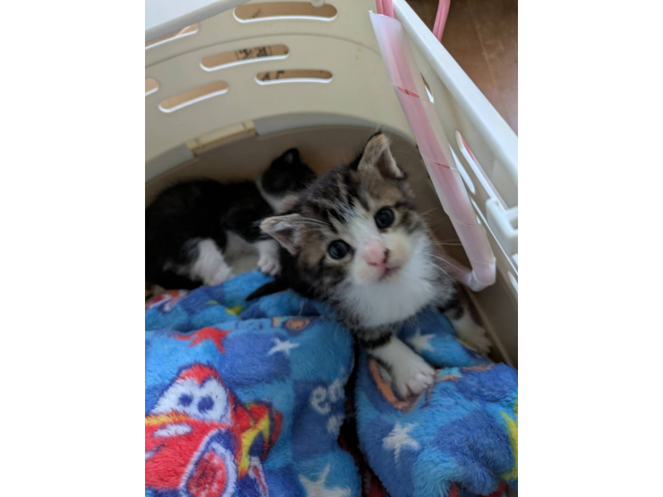 かわいいキジシロ君