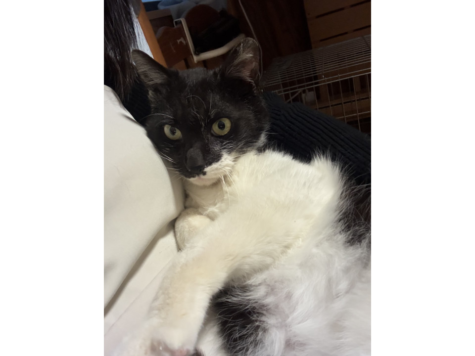 なでられるの大好きな黒白ねこたん
