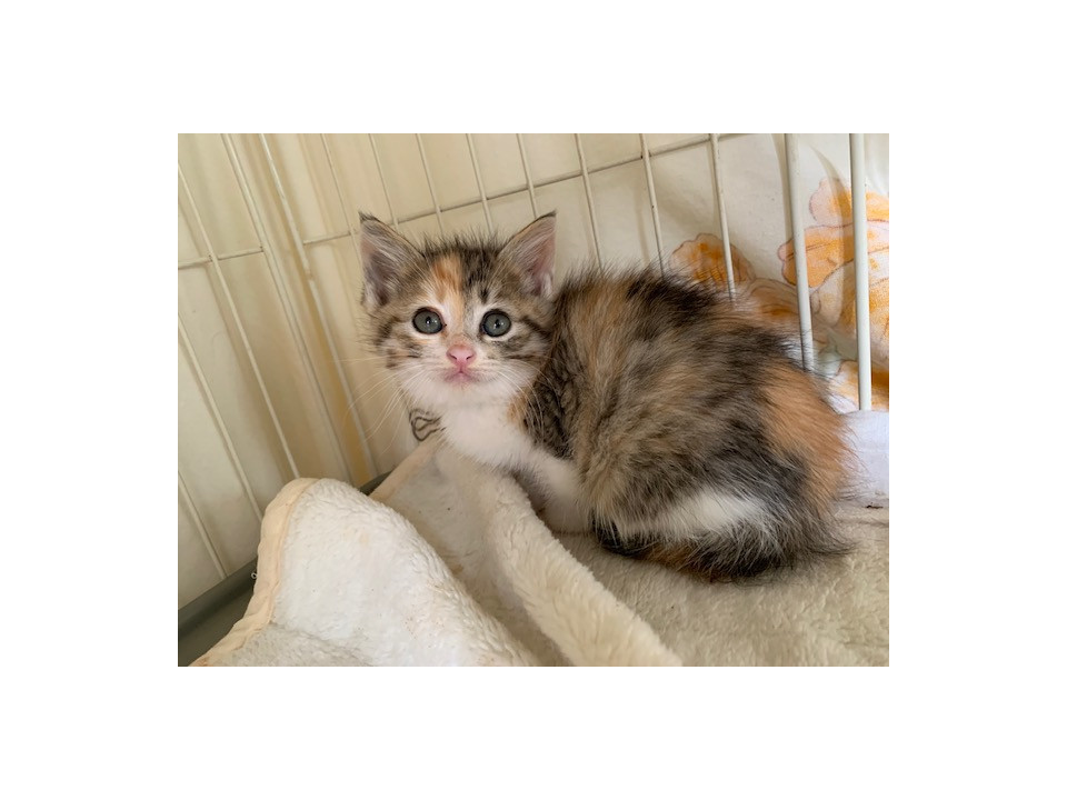 可愛いシャーシャーの赤ちゃんしま三毛