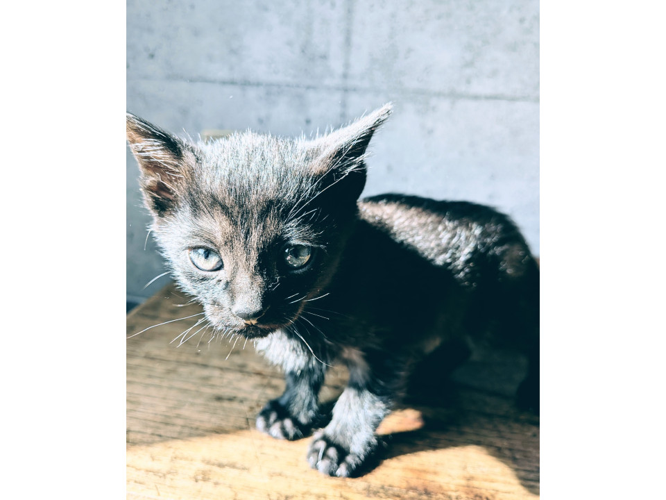 活発で人好きな黒猫の男の子