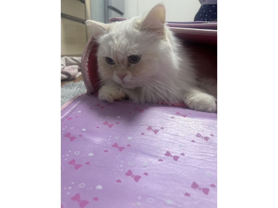 人は好きだけど猫は苦手
