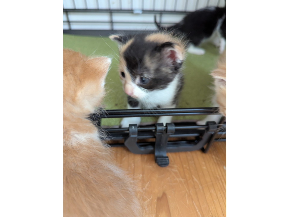 きれいな柄の三毛ちゃん