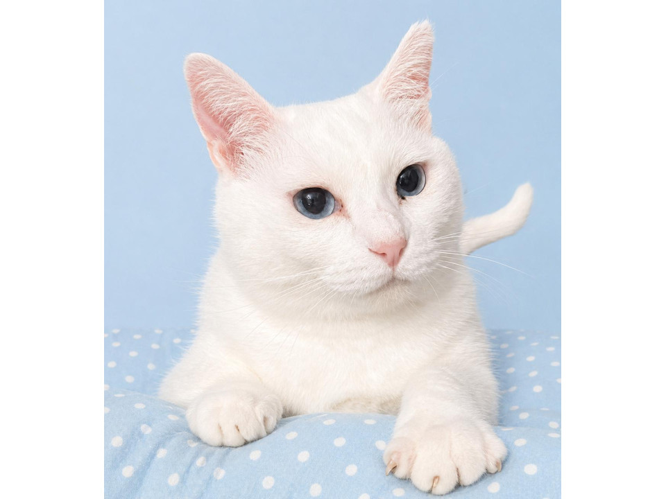 ブルーアイ！純白の美猫『ましろ』2歳