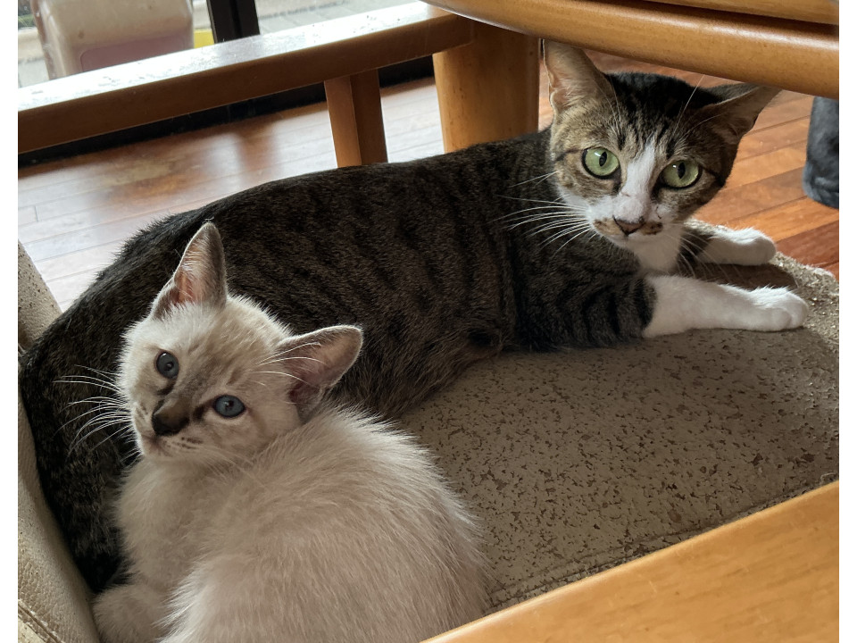 お母さん＆こねこ一緒に家族になってね♡