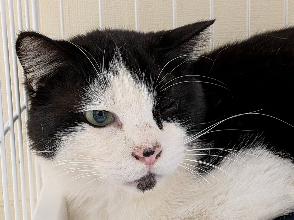 緊急！片目負傷猫　リリース