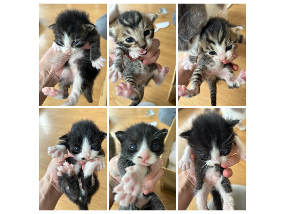 雨の中生後2週間くらいの6匹の子猫を保護