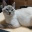 柚助さんの猫