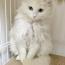 しばにゃんさんの猫