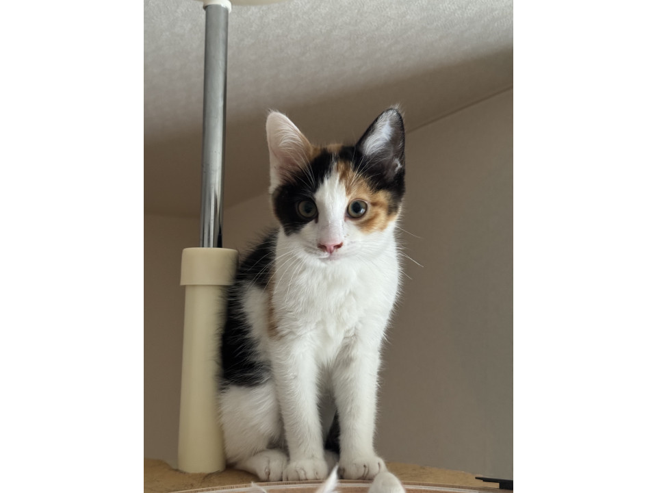 子猫の三毛猫ミケちゃん
