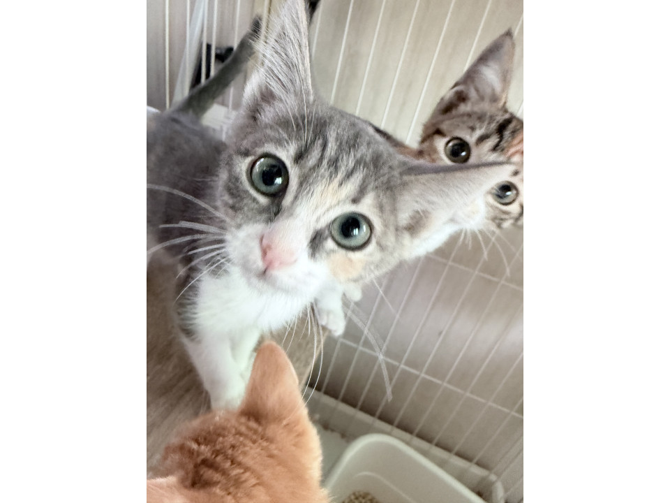 薄い三毛猫さん