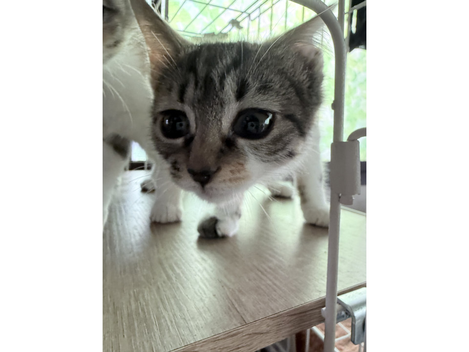 人が大好きミケちゃん