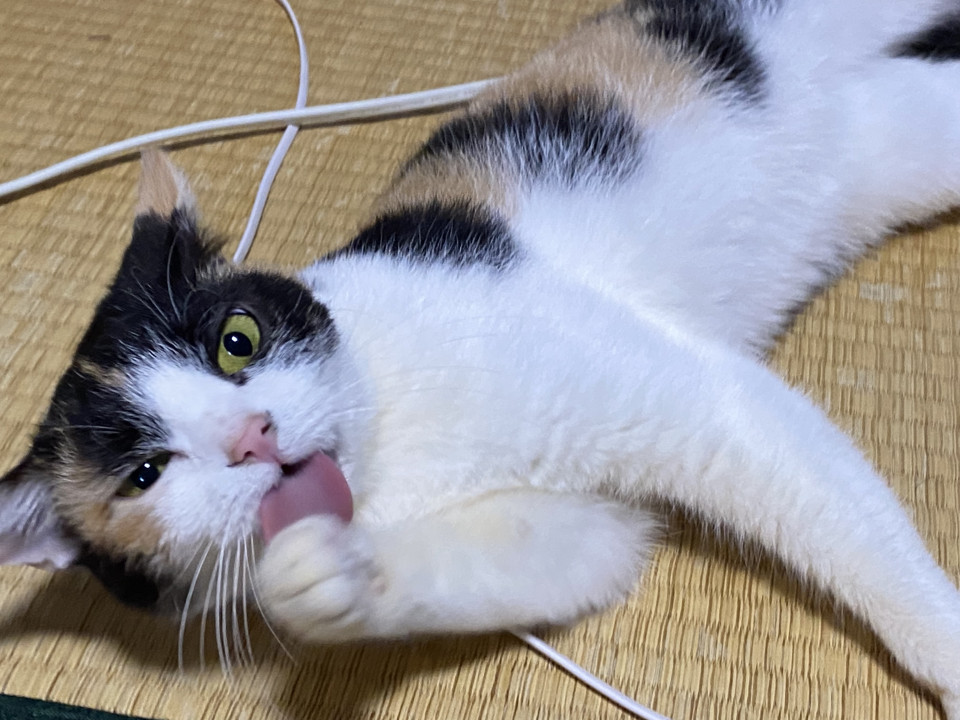 甘えん坊三毛猫