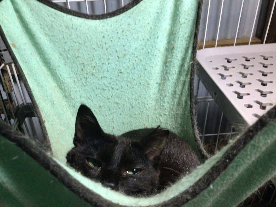 可愛い黒猫ちゃん