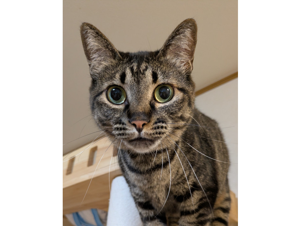人馴れ抜群たくさん撫でて甘えたい猫さん