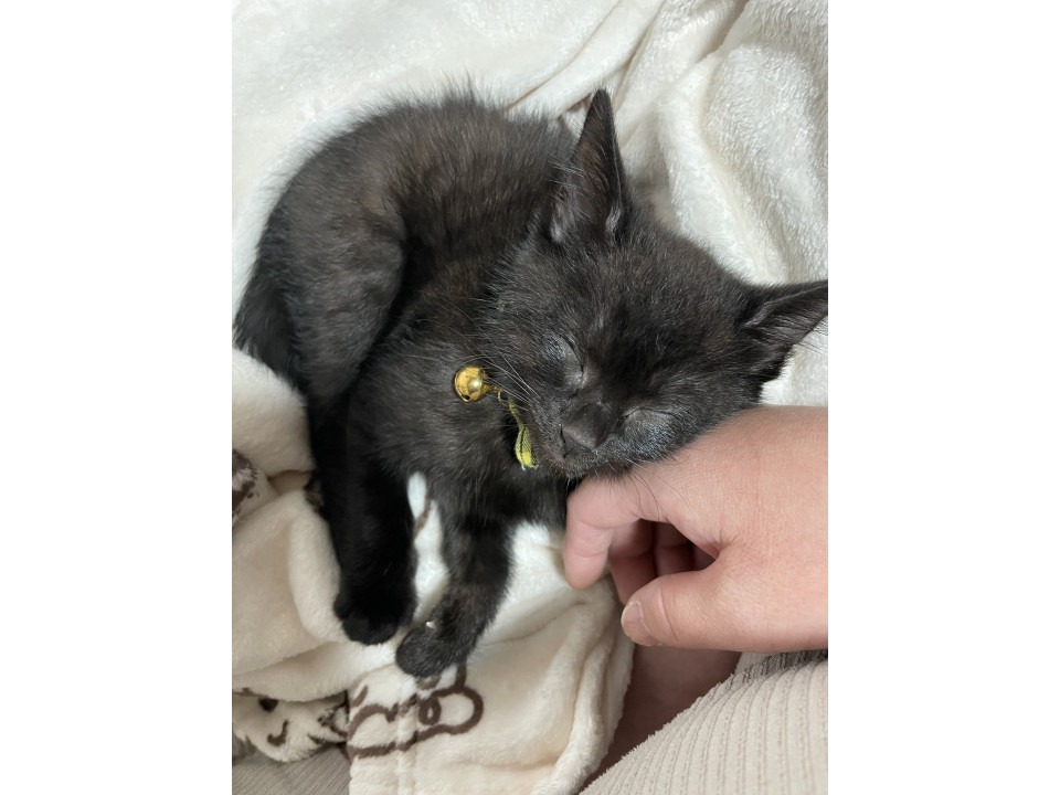 子猫の黒猫です