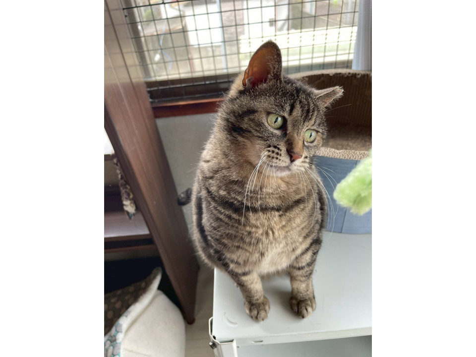 苦労してきたキジトラの小梅。一匹飼い希望