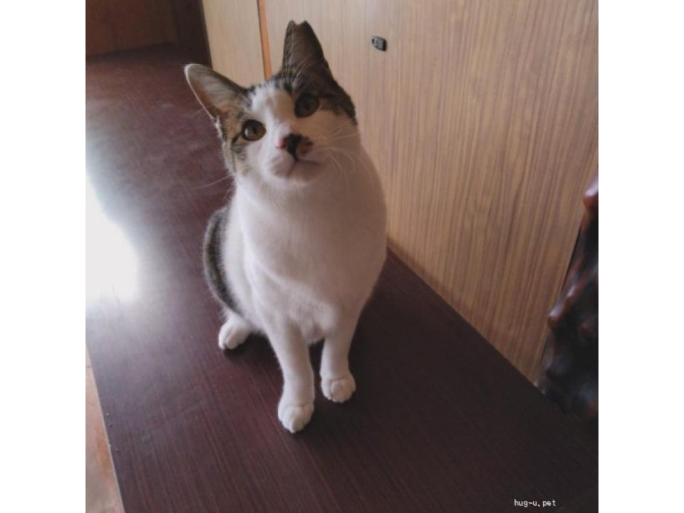 甘えん坊のグリグリ巻しっぽ♪　サチくん
