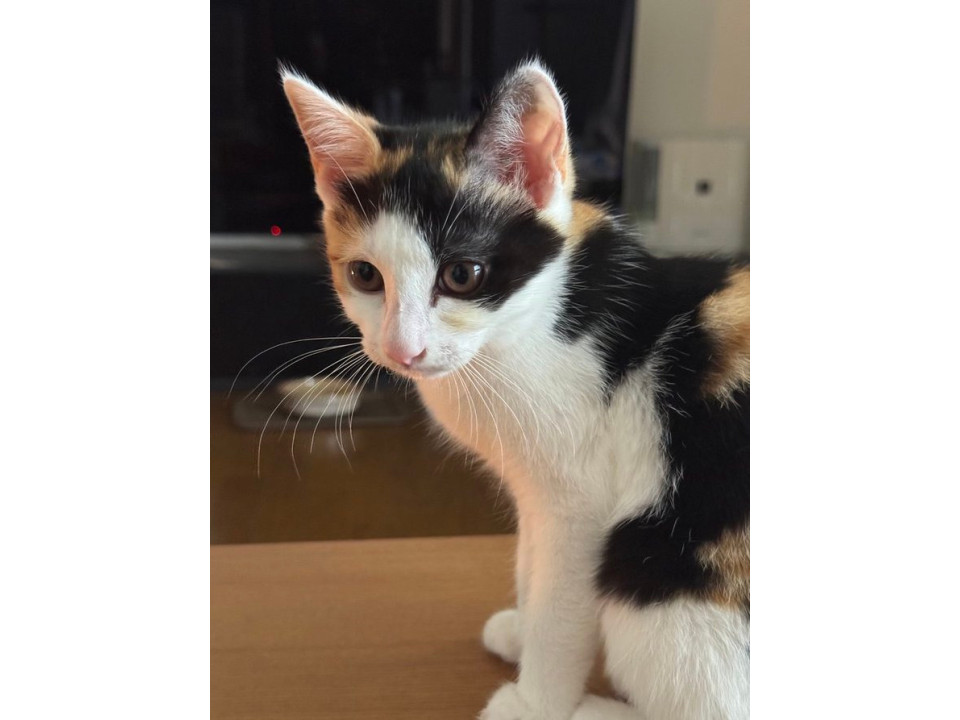 かわいい三毛猫・ラスカルちゃん