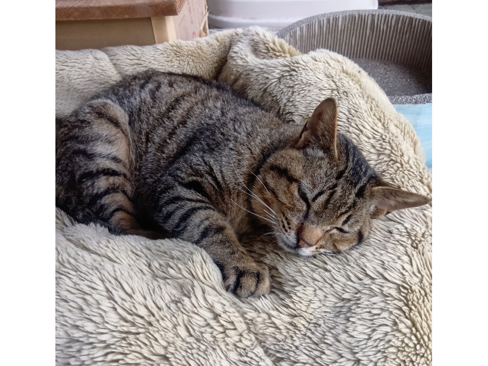 とても人なっつこい猫です