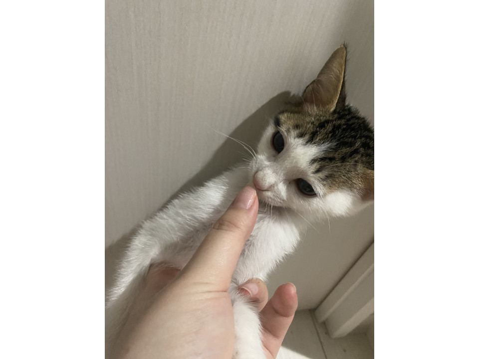 甘えん坊ちゃん