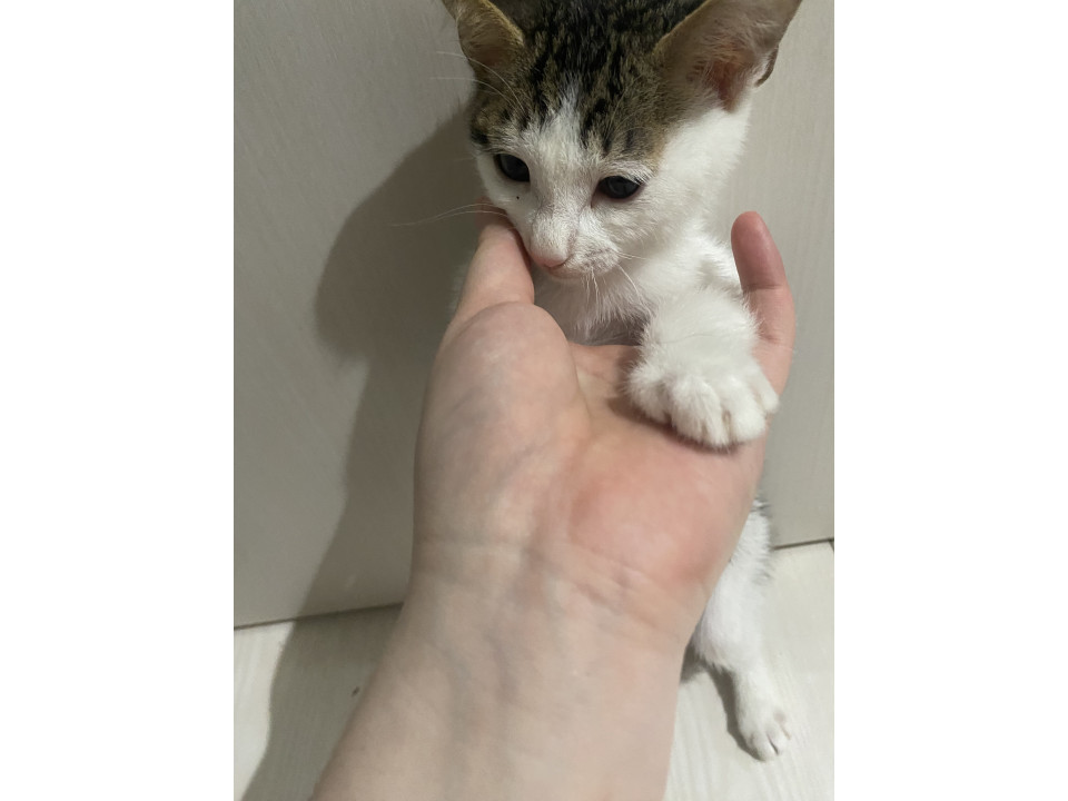 甘えん坊ちゃん