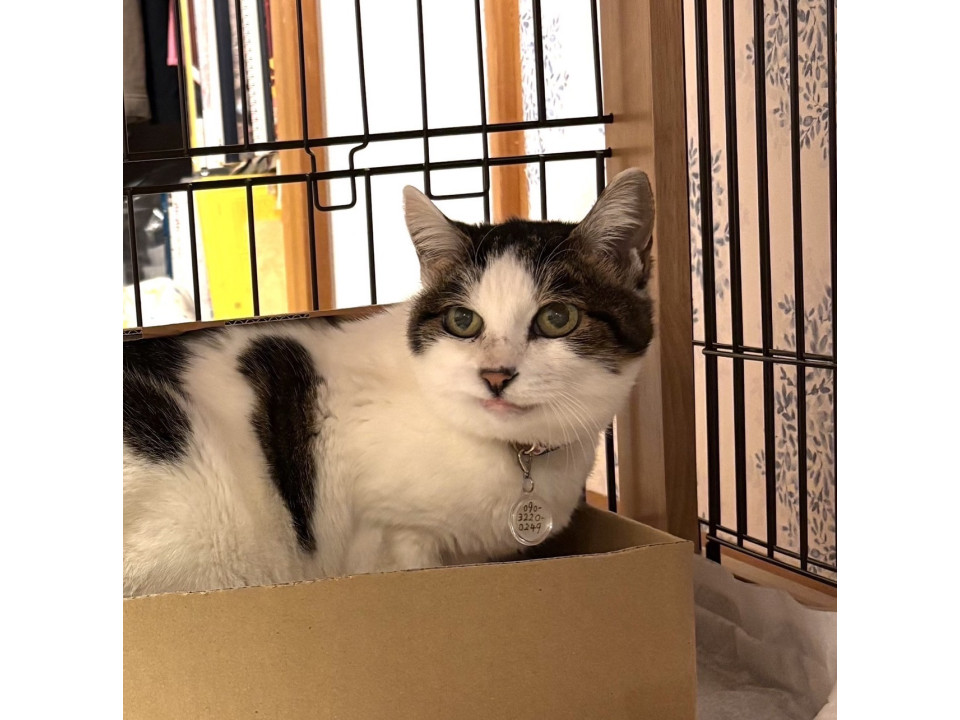 お上品な三毛猫さん　みーちゃん