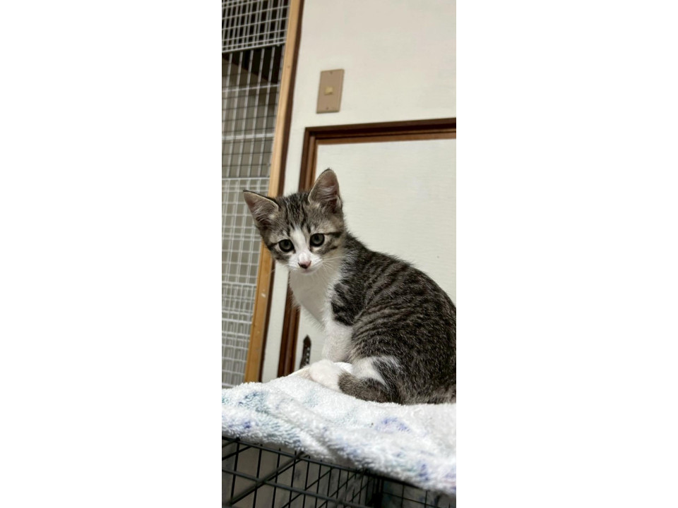 将来美猫間違いなし！2ヶ月