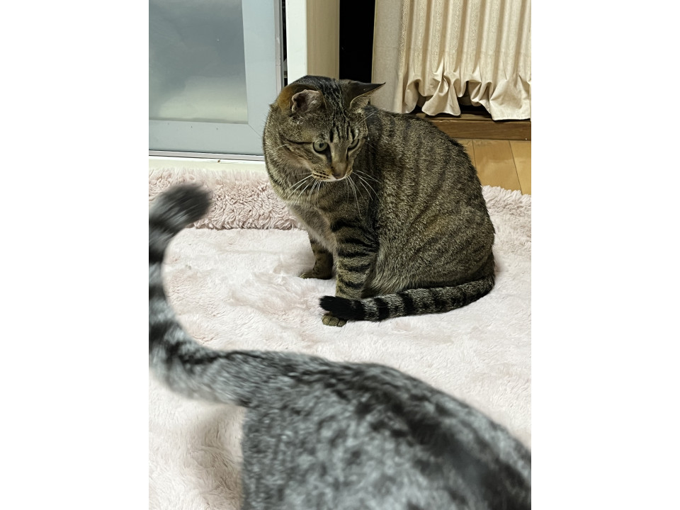 かわいいキジトラちゃん