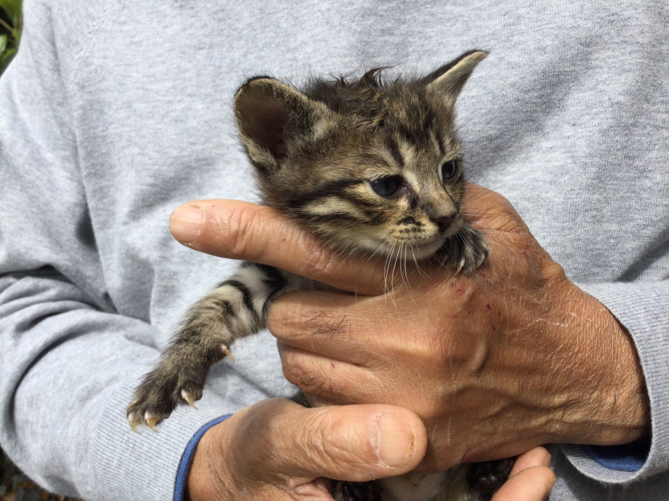 元気で甘えん坊のふくちゃんです！