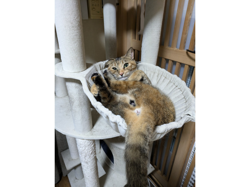 甘えん坊　むぎわら女子