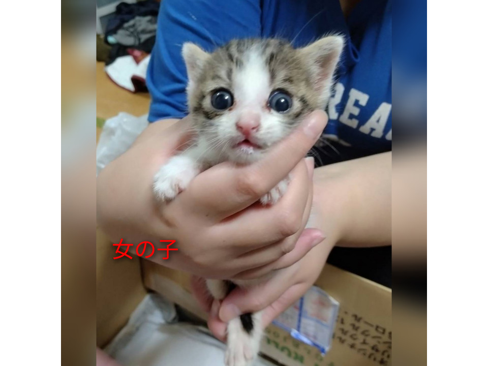 (里親様決定)1ヶ月になる子猫です。